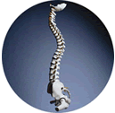 spine picture